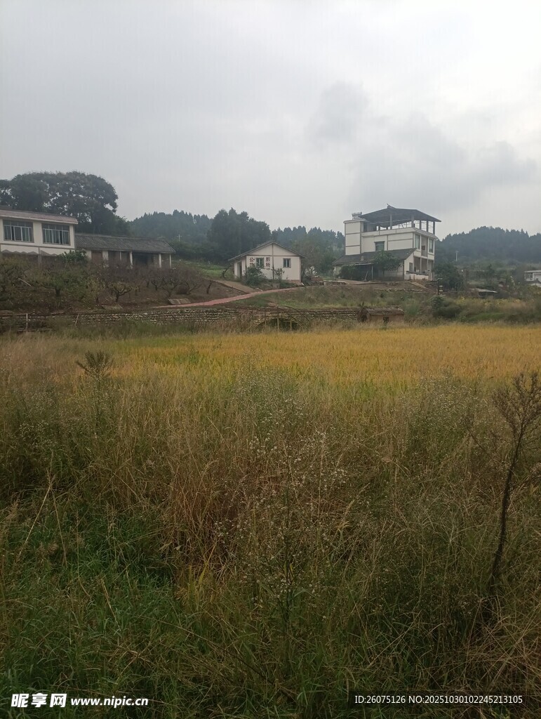 乡村田野风景图