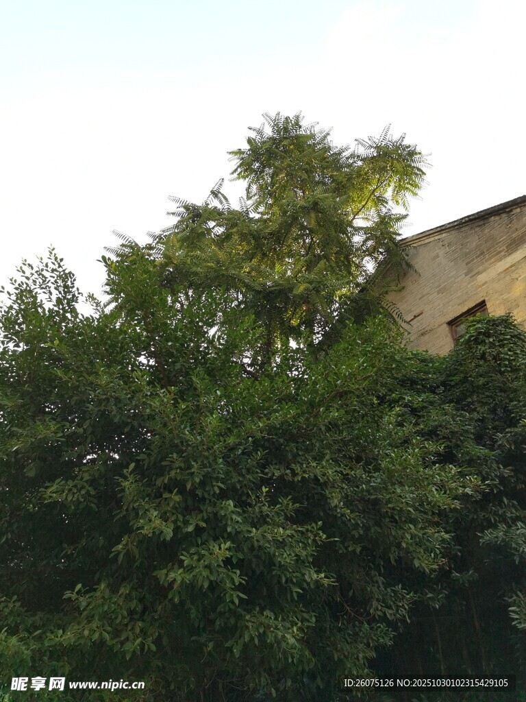 绿叶掩映下的建筑一角