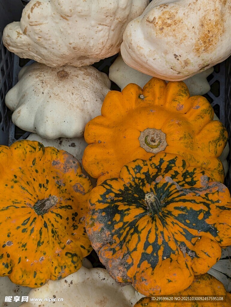 多彩南瓜堆叠展示