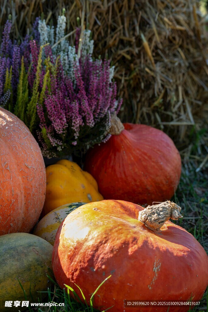 秋日多彩南瓜丰收景象