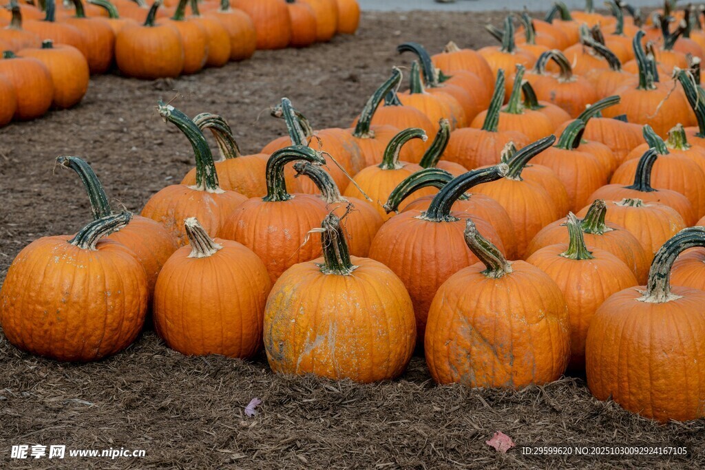 整齐排列的橙色南瓜