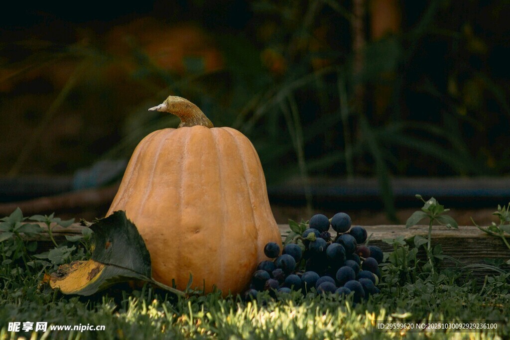 草地上的南瓜与葡萄