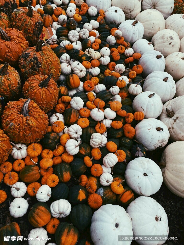 多彩南瓜与圆球装饰布置