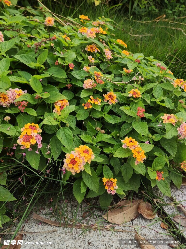 多彩马缨丹绽放于石旁