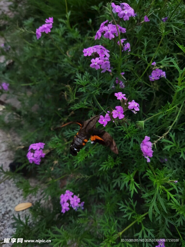 紫色小花丛中的蝴蝶