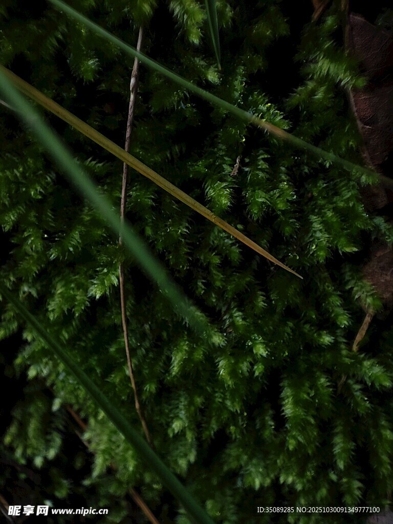 翠绿蕨类植物特写