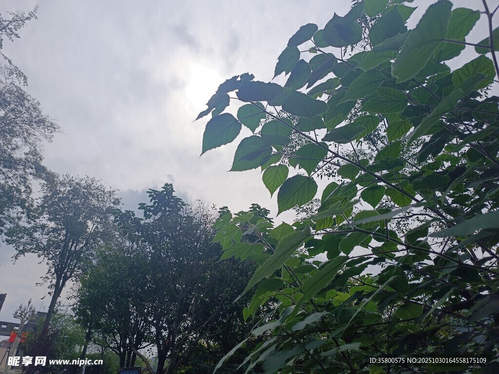 阳光下的繁茂绿植