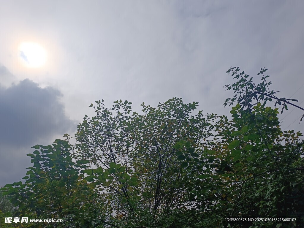 阳光穿透树林的自然景象