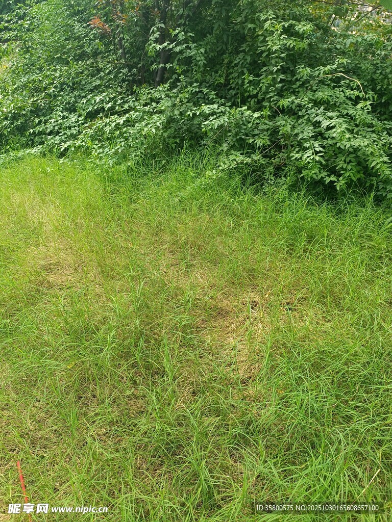 绿意盎然的林间草地