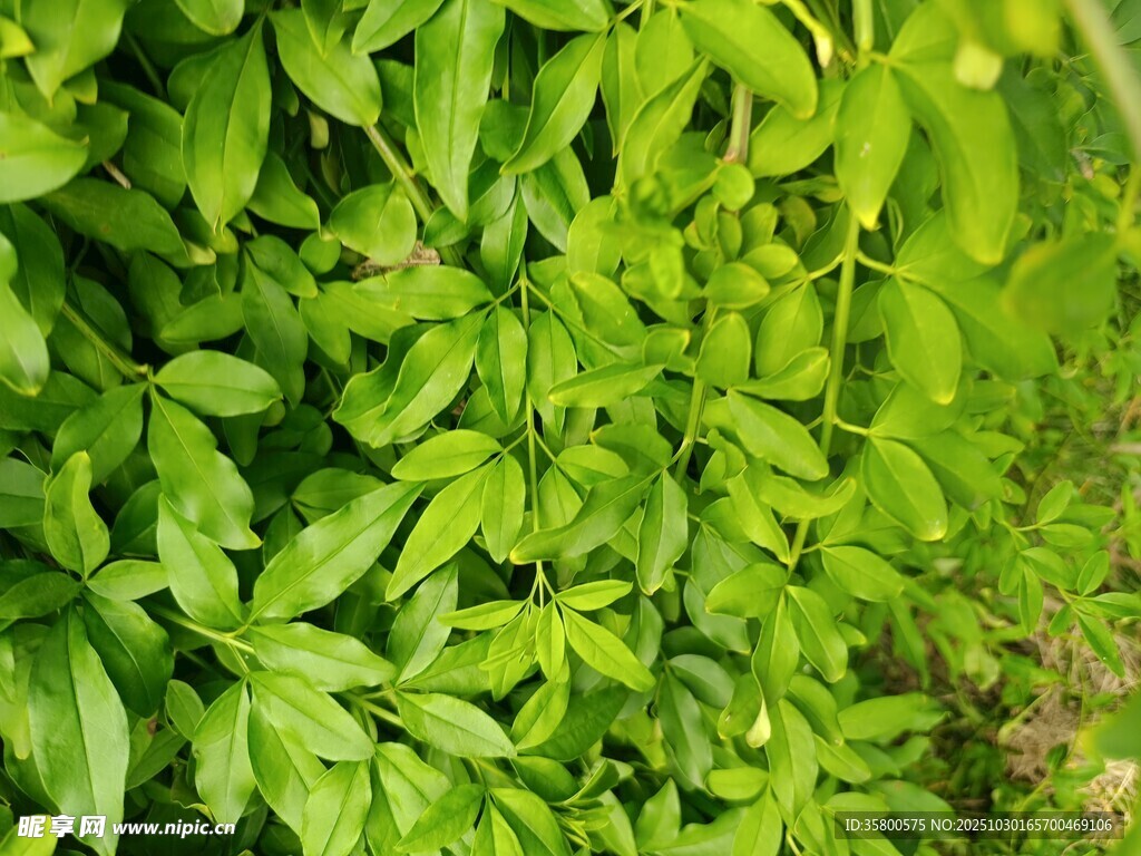 翠绿繁茂的丛生植物