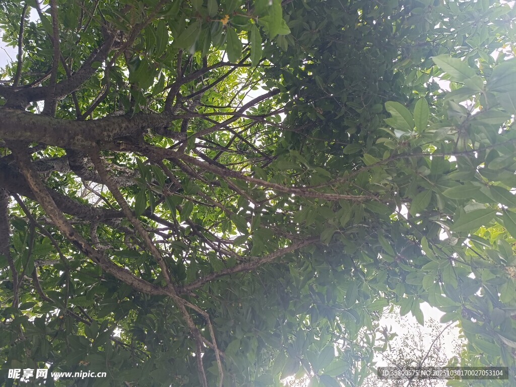 阳光透过枝叶的绿意景象