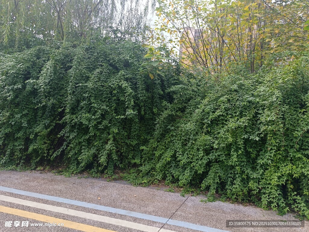 路边繁茂绿植景观