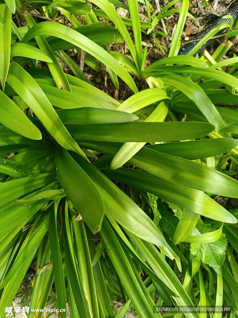 翠绿修长的兰草叶片