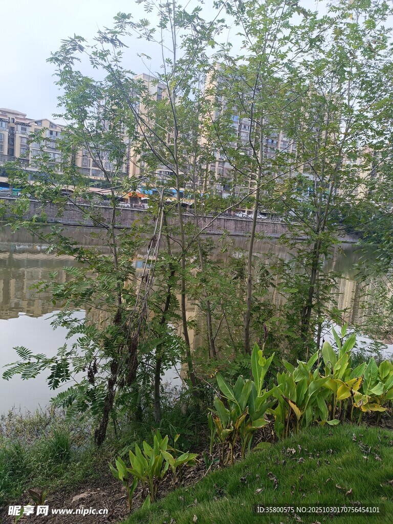 河畔绿植景观