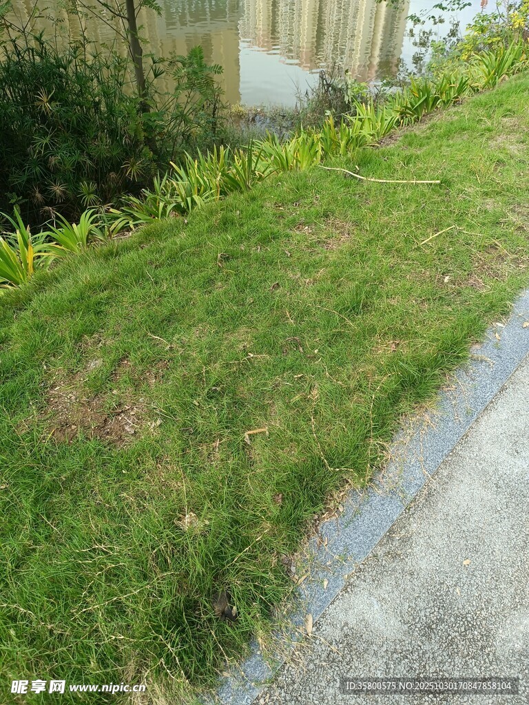 路边翠绿草地景象