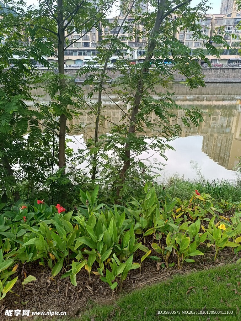 河畔绿植景观