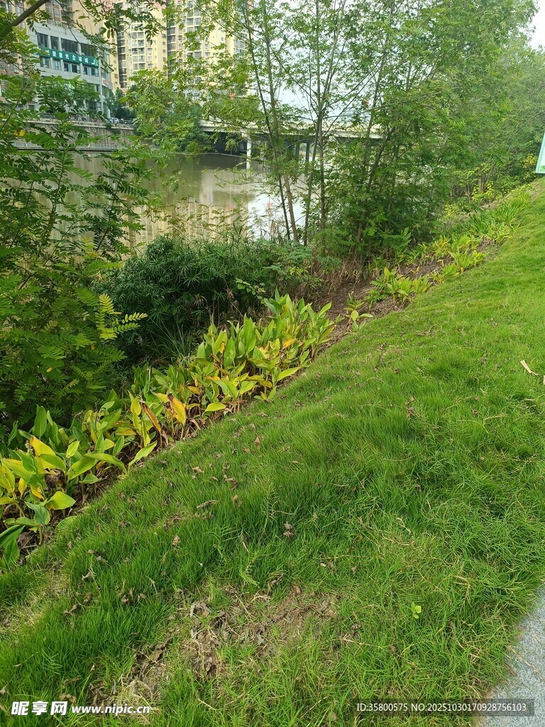 河畔绿植景观