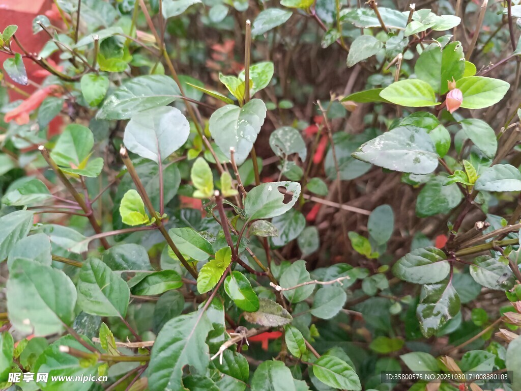 绿叶红茎植物特写