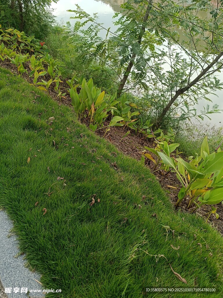 路边绿意盎然的植物景观