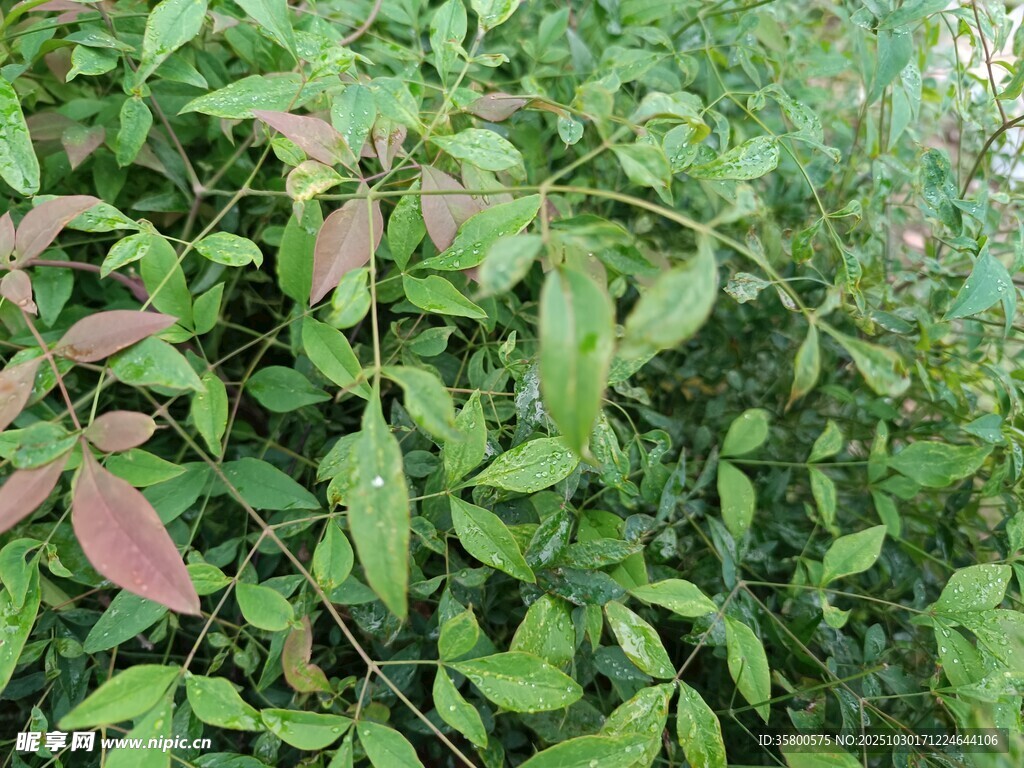绿叶与红叶交织的植物景观