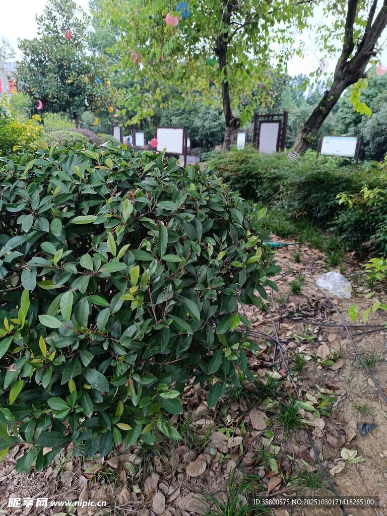 绿意盎然的园林灌木景观