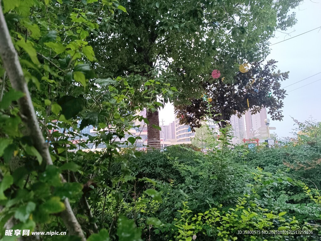 繁茂绿植间的城市远景