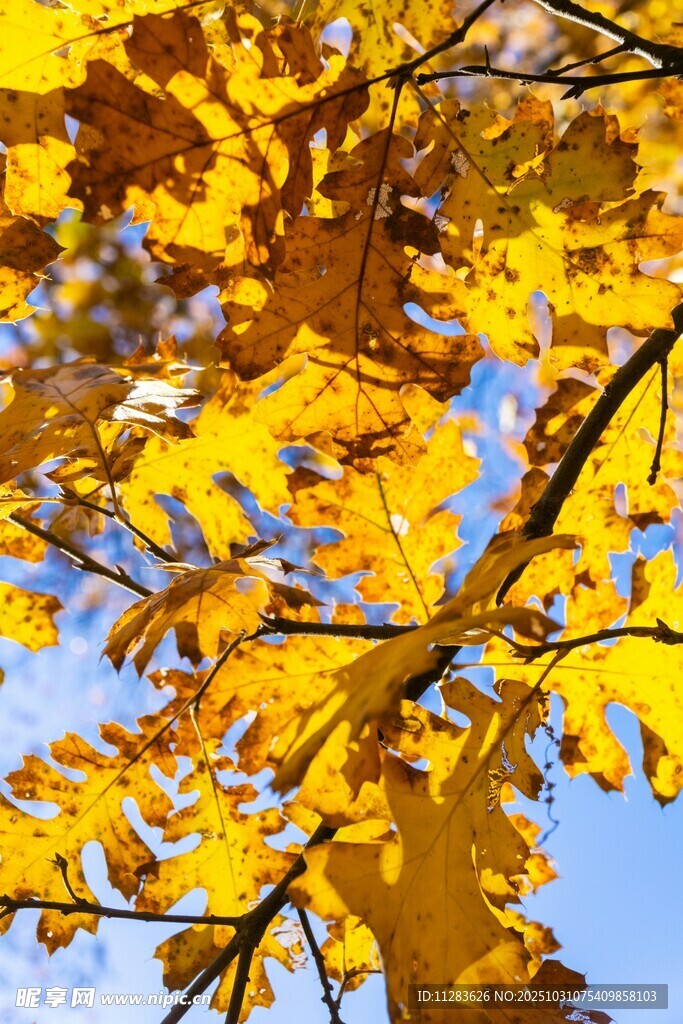 秋日金黄银杏叶映蓝天