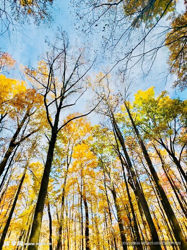 秋日森林仰视图