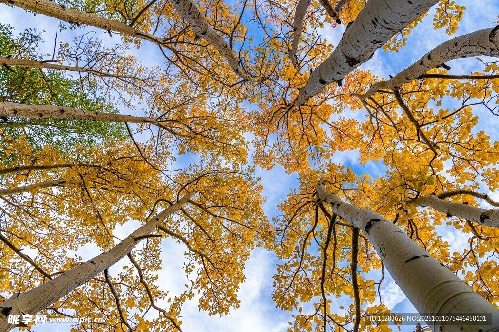 仰观秋日树林斑斓树冠