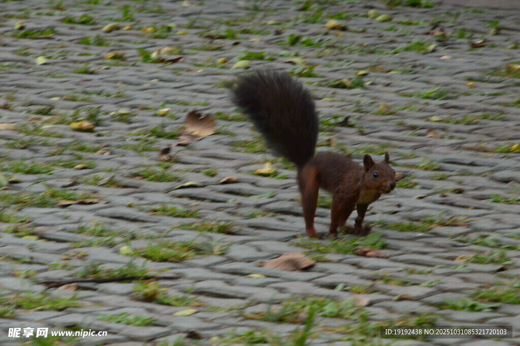 小松鼠  
