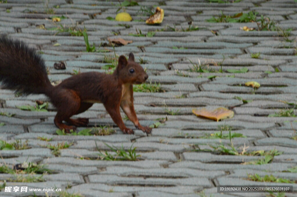 小松鼠  