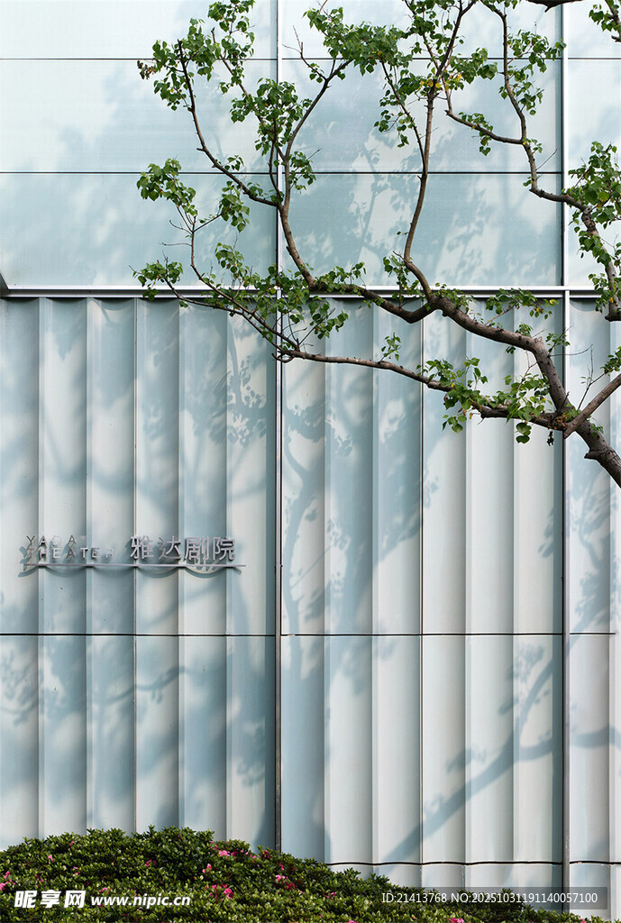 墙边绿植自然清新景致