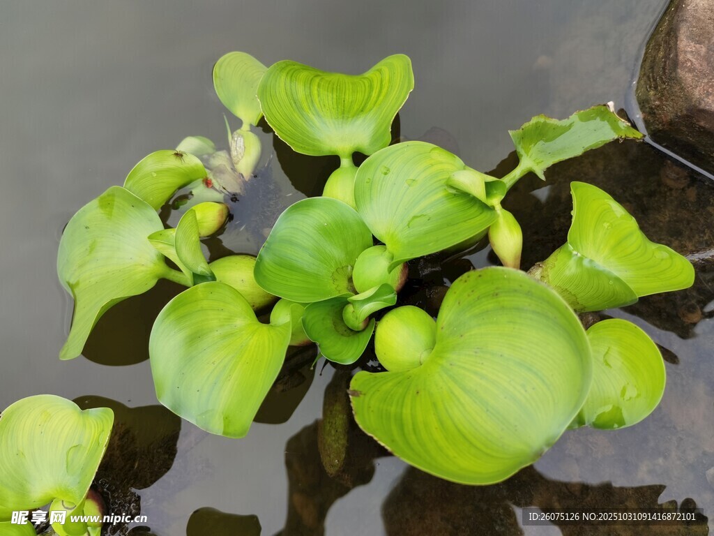 水培绿植清新翠绿的浮萍