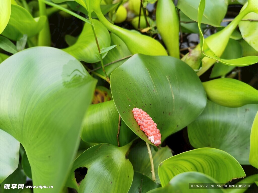 绿叶丛中的粉色花序
