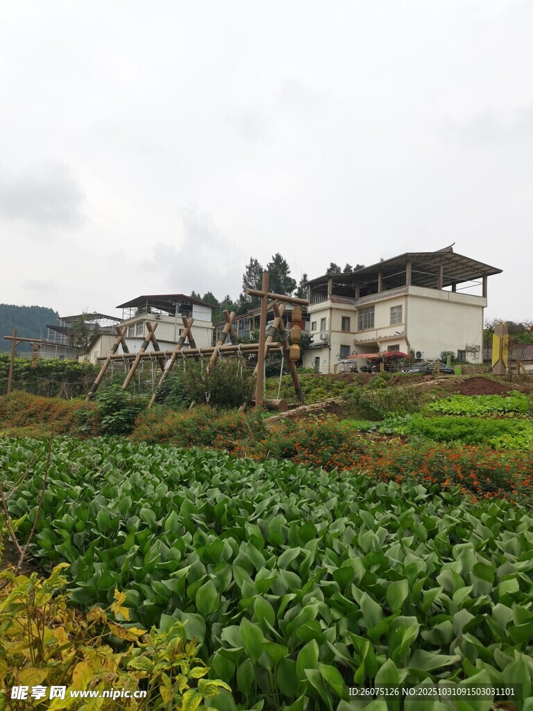 田园村落绿意盎然的景致