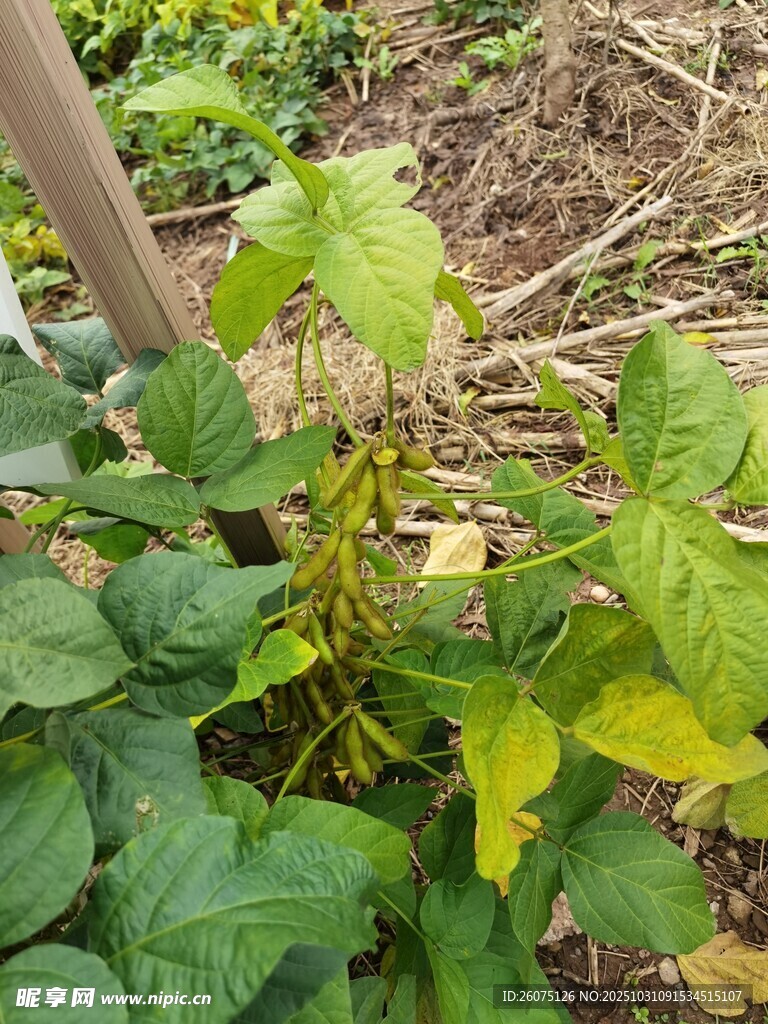 田间生长的绿色植物