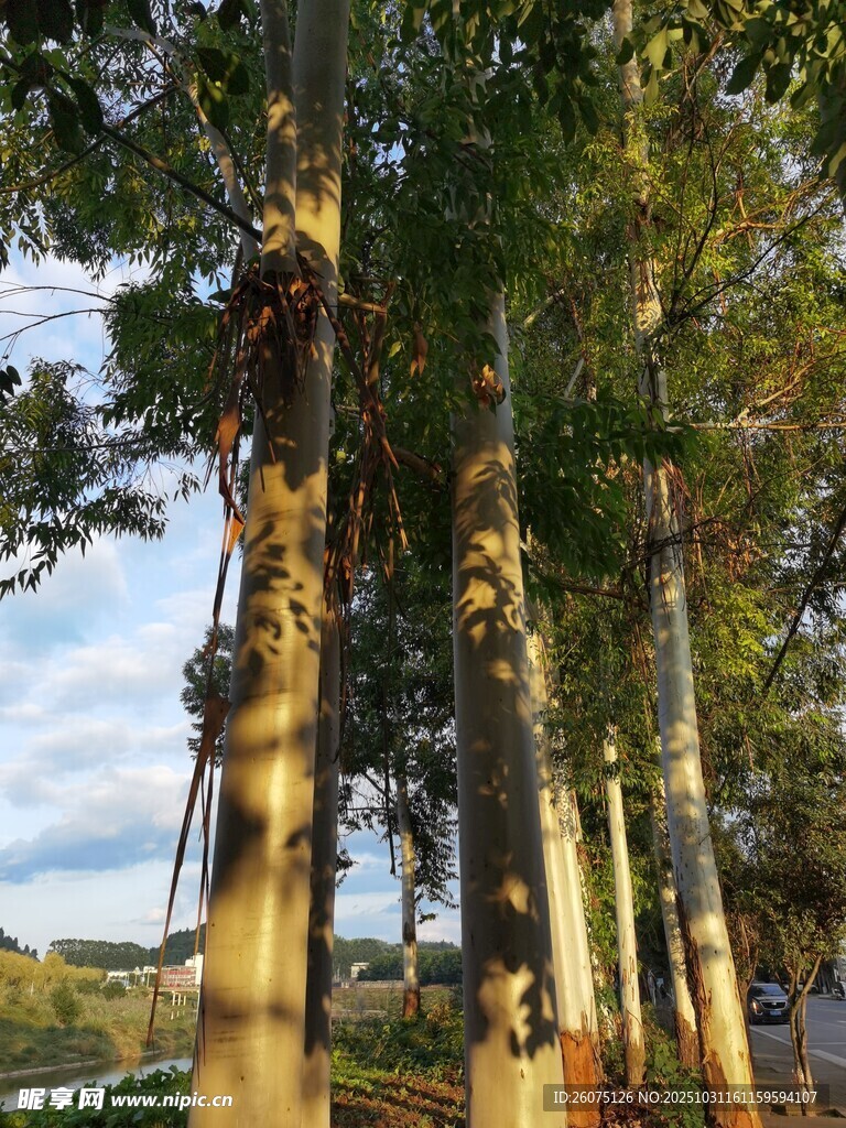 林间树木沐浴温暖阳光