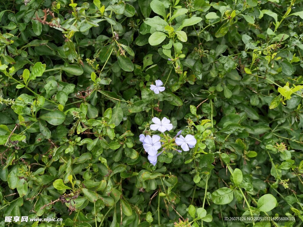 绿叶丛中的淡雅白色小花