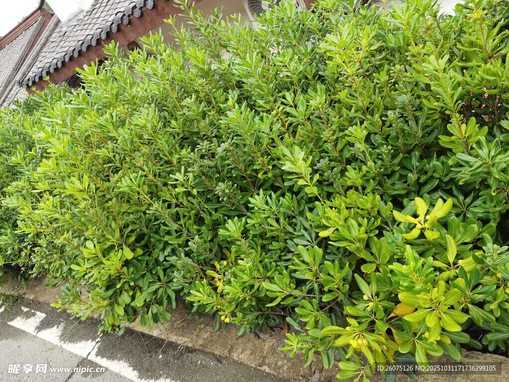 墙边翠绿繁茂的灌木丛