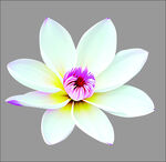 清新淡雅的白色花