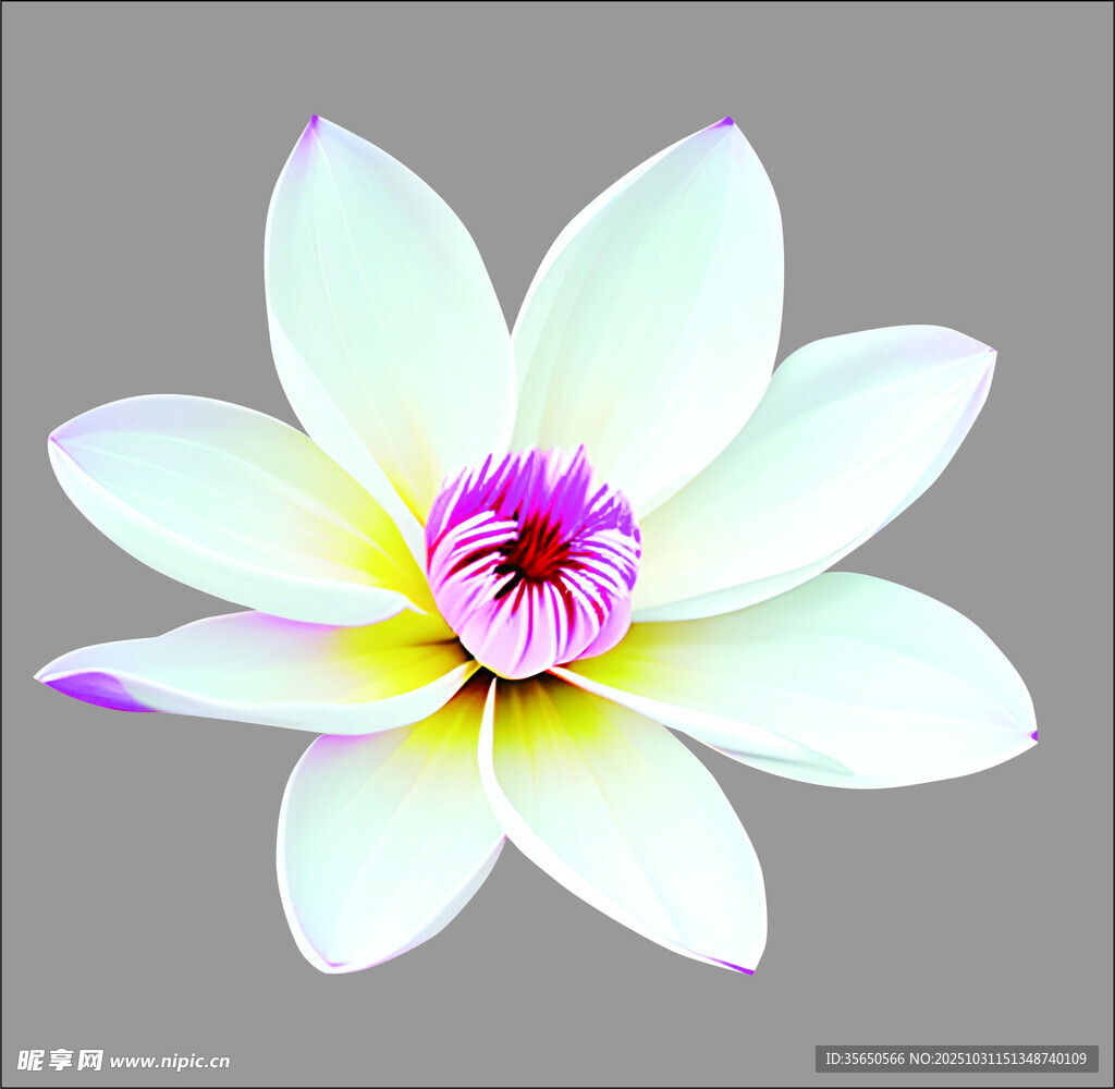 清新淡雅的白色花