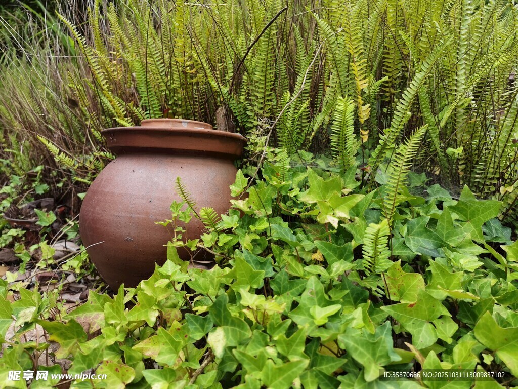 陶制花盆藏身绿色植物中