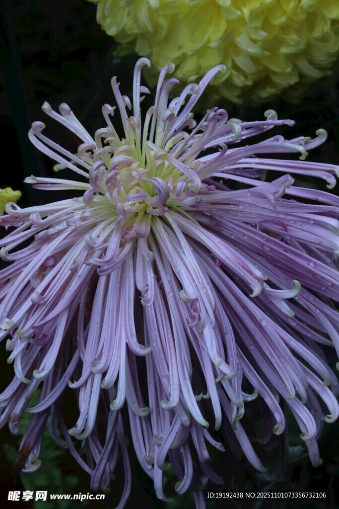 菊花 