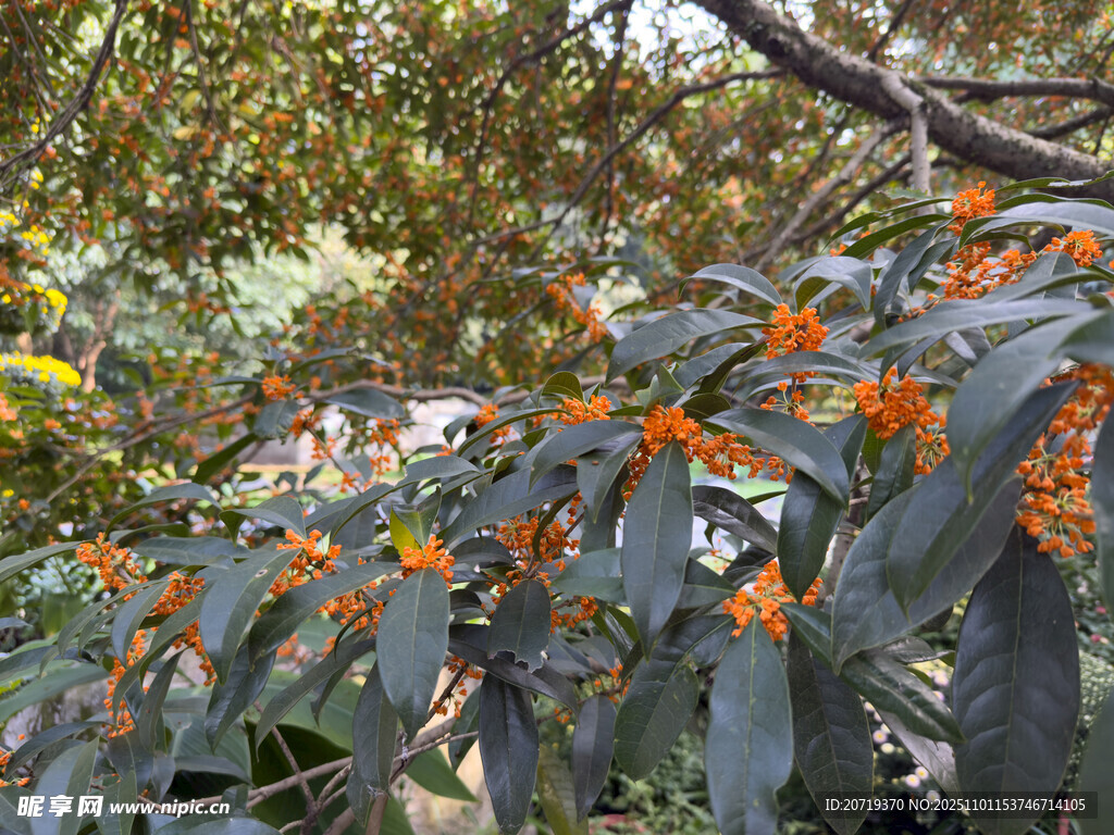 枝头绽放的橙色桂花