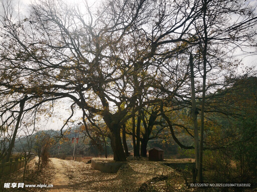 山间光秃大树 冬日风光