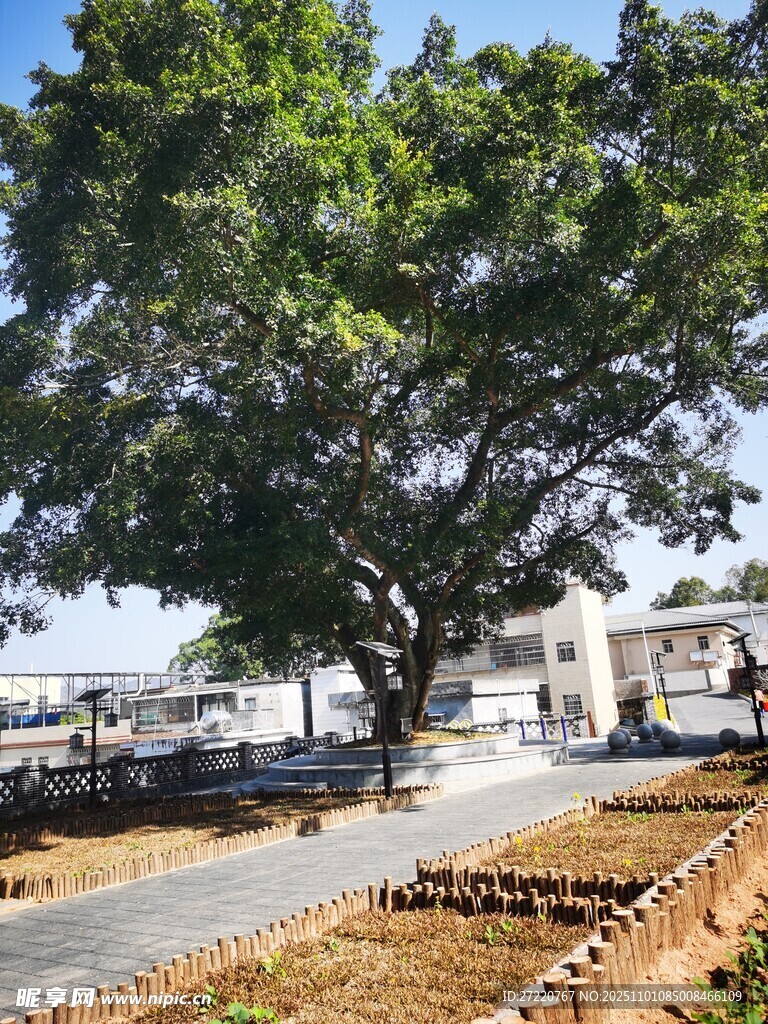 庭院中繁茂大树与步道