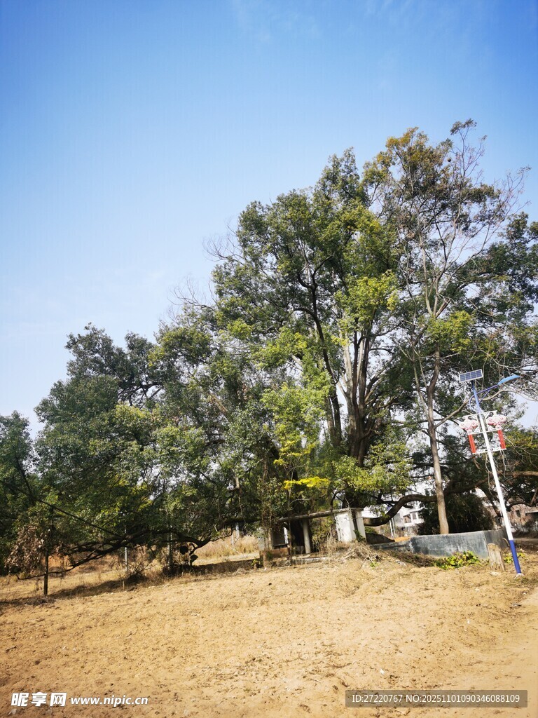 户外开阔林地场景 古树