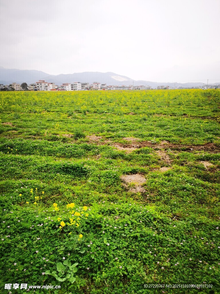 广袤绿野 尽显自然生机