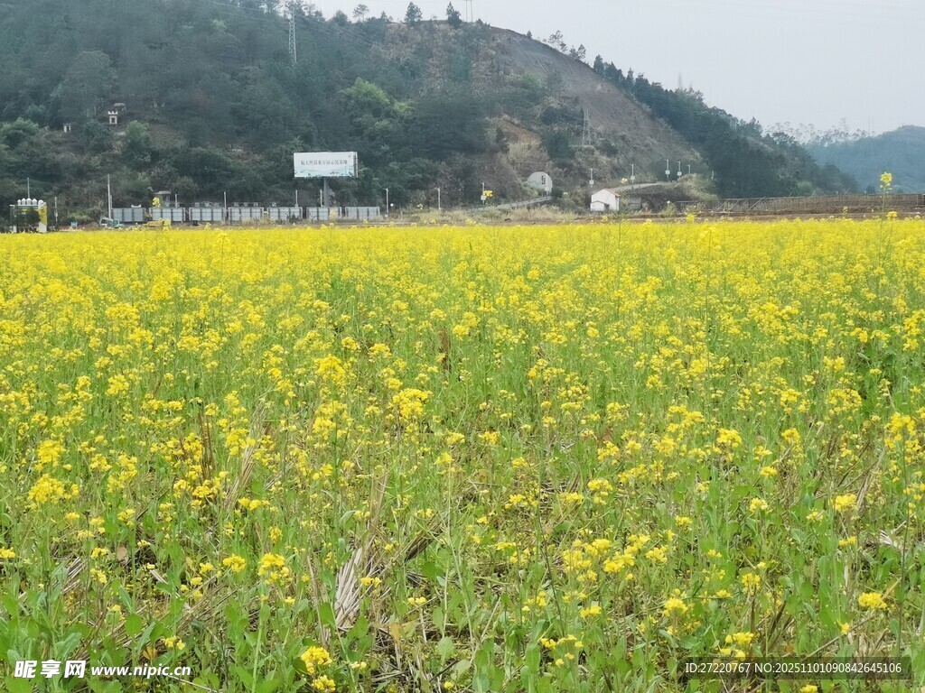 金黄油菜花海 田园风光美