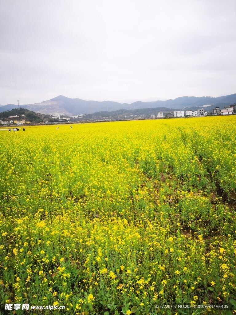 金黄油菜花田的美丽景致